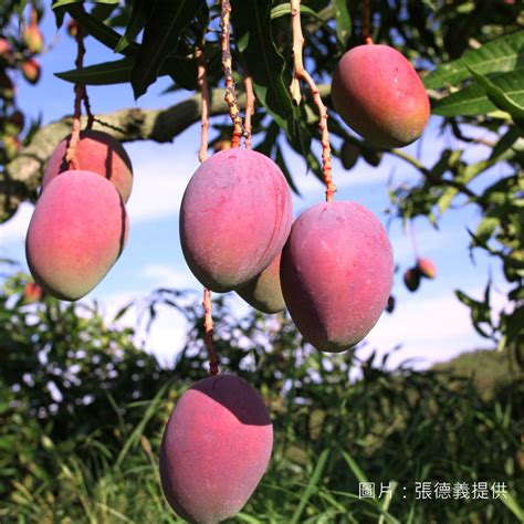 芒果樹風水